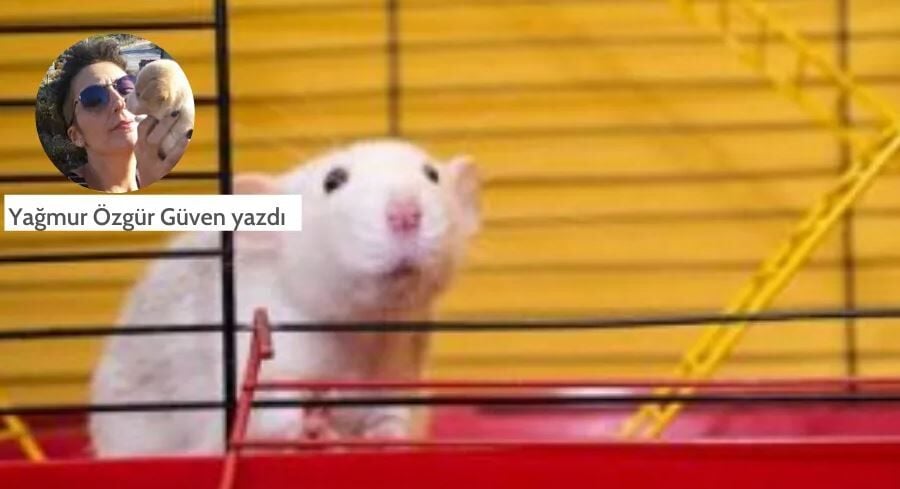 [Hayvan Deneyleri] Sıçanların ihtiyacı tatlandırıcı değil, özgürlük!